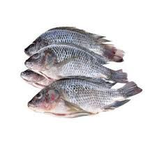 Thilapia Fresh Fish