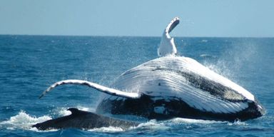 Whales watching, Bacardi Island and Limon waterfall 