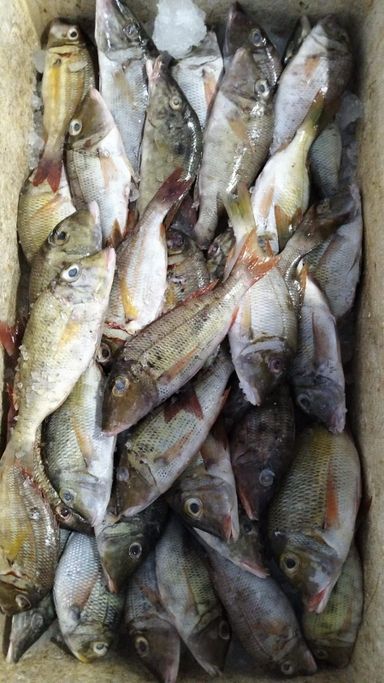 Ikan Karang