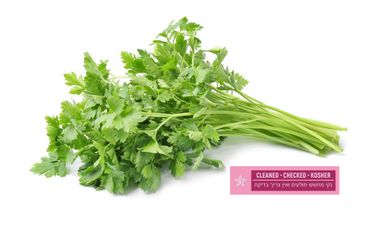 Cilantro