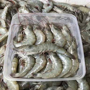 Udang