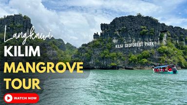 Langkawi Mangrove Tour 