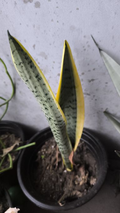 Snake plant Air purifier ( tall variety)