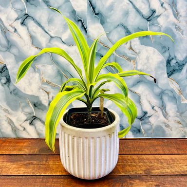 Dracaena Lemon Surprise - 15cm 