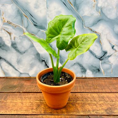 Gageana Alocasia California