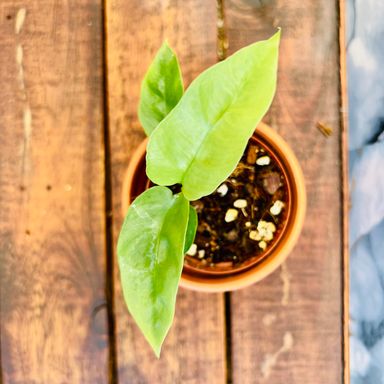 Philodendron Trophy