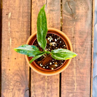  Peace Lily - Diamond Variegated - 7cm