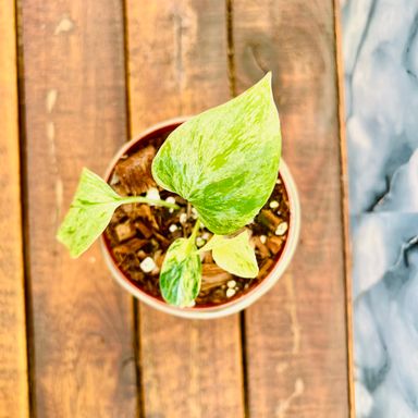 Pothos Snow Queen 