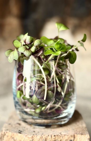 Rambo Radish Microgreens - 30g