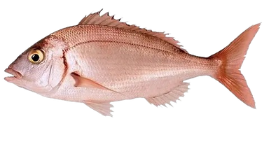 Yakh (Carpe Rouge) en Darnes