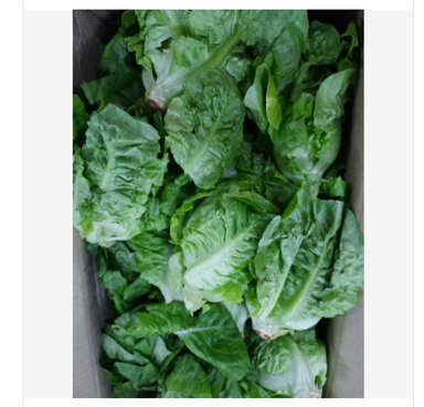 Baby Romaine Lettuce香旦(250g)Fresh & Budget