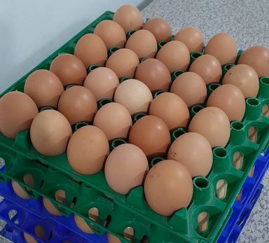 Normal Eggz/Mayai Kisasa Makubwa