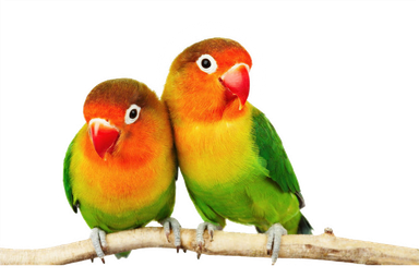 Lovebirds Peach Face