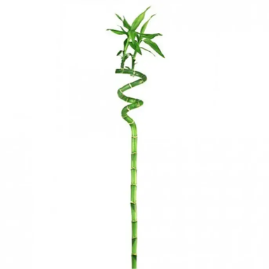  Lucky Bamboo Stick