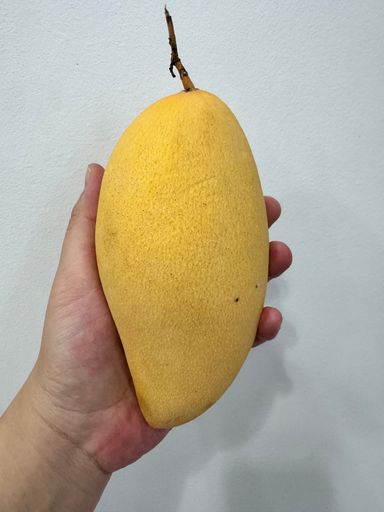 Thailand Mango - Big Size 