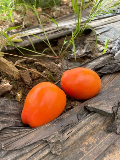 RECOLTE DU JOUR : TOMATES