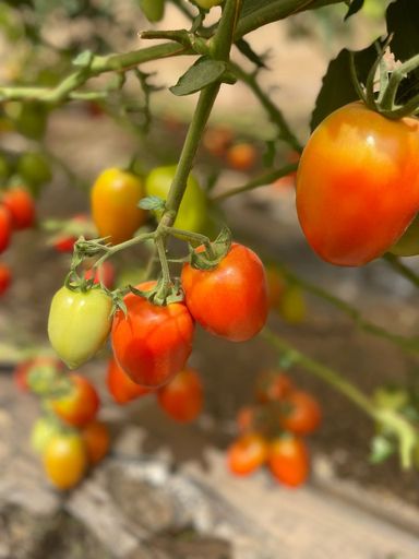 RECOLTE DU JOUR : TOMATES