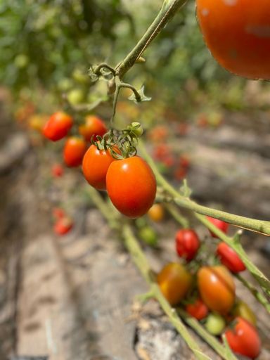 RECOLTE DU JOUR : TOMATES