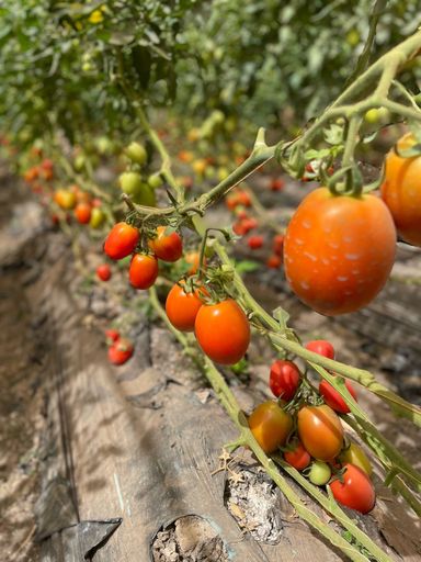 RECOLTE DU JOUR : TOMATES