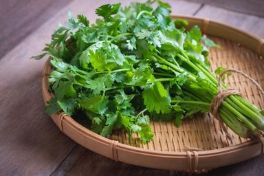 Coriander (Thailand)