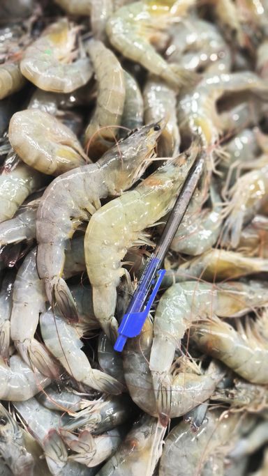 S- Grey Prawn Medium