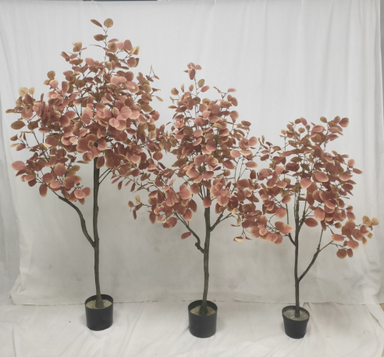 PREMIUM TREE EUCALYPTUS PINK