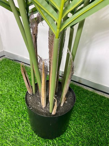 PREMIUM TREE PALM