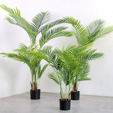 PREMIUM TREE PALM