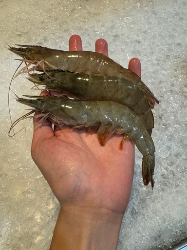 Glass Prawn