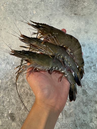 Tiger Prawn 
