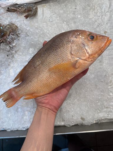 Red Snapper
