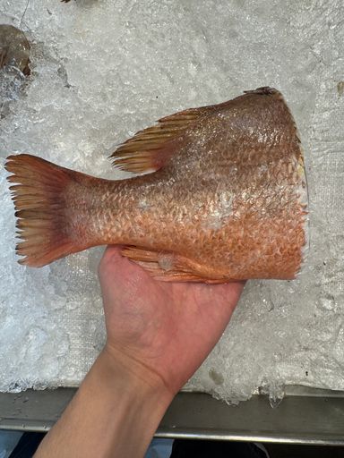 Red Snapper
