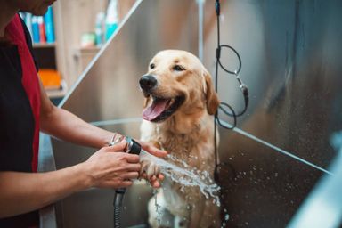 Pet baths 