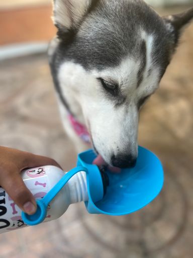 TERMO DE ACERO INOXIDABLE PARA MASCOTAS