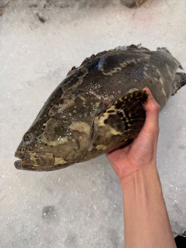 Tiger Grouper