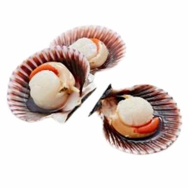 Scallops Half Shell