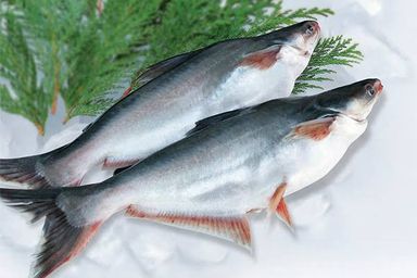 Catfish / Pangasius