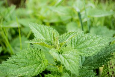 Stinging Nettle Leaf