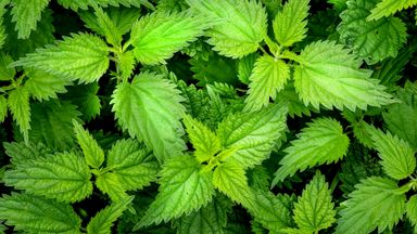 Stinging Nettle Leaf