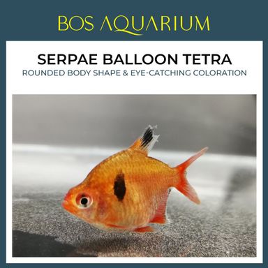 Serpae Balloon Tetra 圆红彩旅