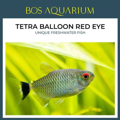 Balloon Red Eye Tetra 拿眼灯 (圆身)