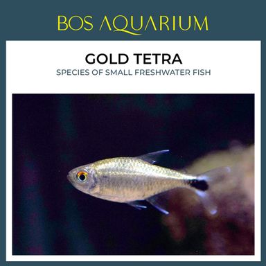 Gold Tetra 金灯鱼