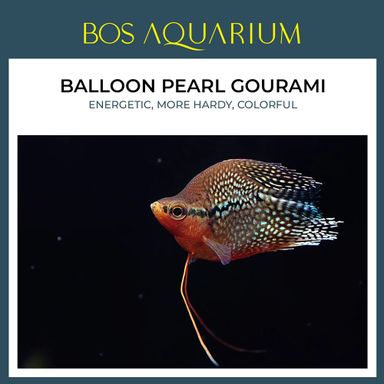 Balloon Pearl Gourami 圆身珍珠马甲