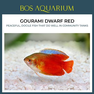 Gourami Dwarf Red 红丽丽