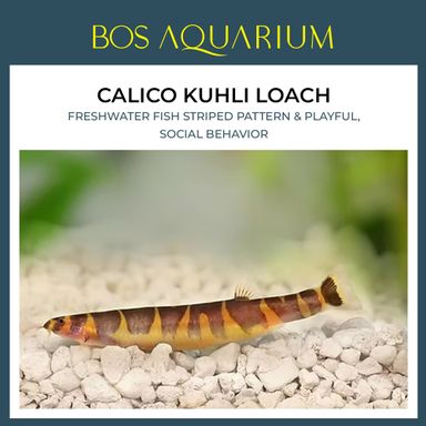Calico Kuhli Loach 马蛇