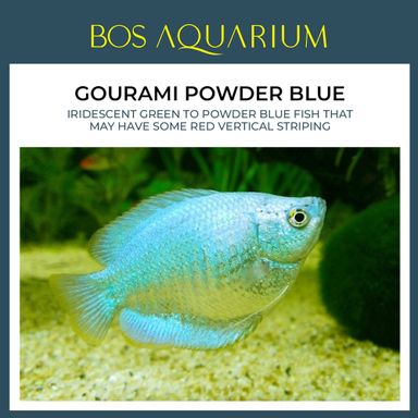 Gourami Powder Blue 一片蓝丽丽