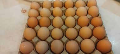 Free range RIR eggs