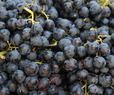 Black Grapes. Punnet