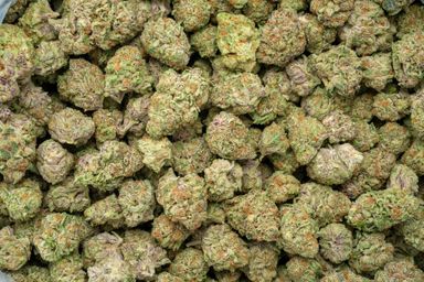 Purple Milk Indoor