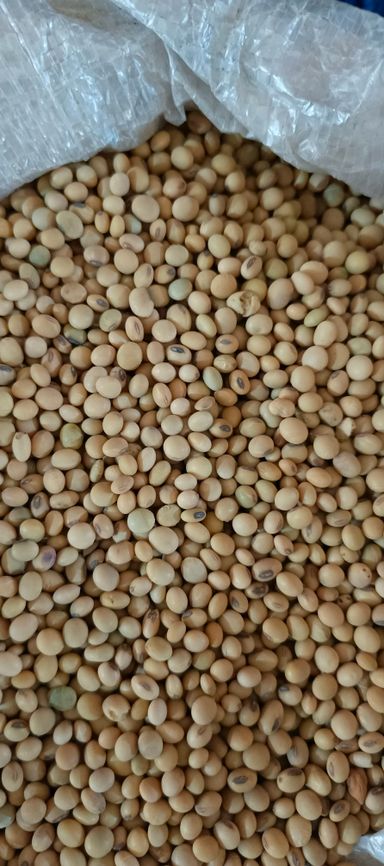 Soya Beans